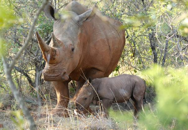 New baby rhino born at Ant's Nest, South Africa