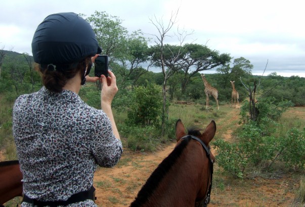 Photographing giraffe
