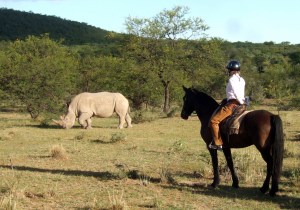 Sophie Neville watching rhino