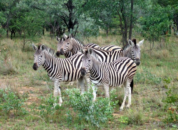 Zebra by Sophie Neville