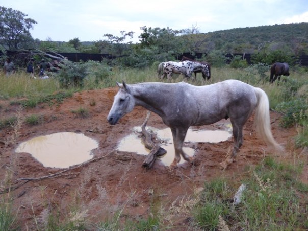 Horse inspecting elephant bathroom