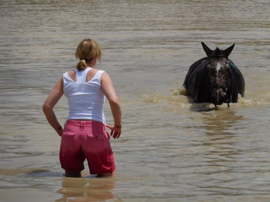Horse swimming