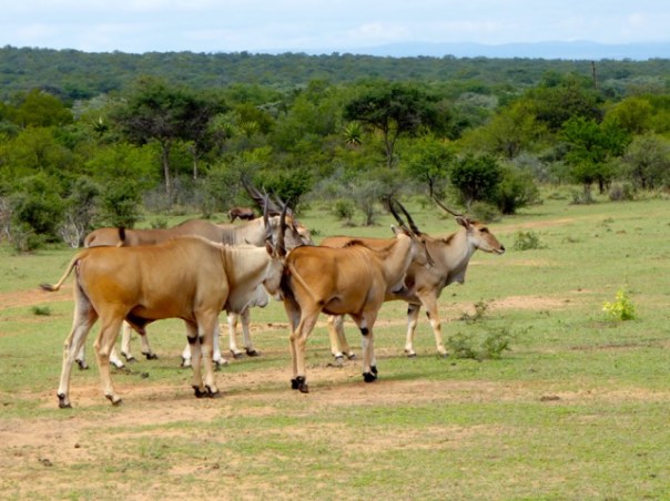 Livingstone eland by Anne Lester