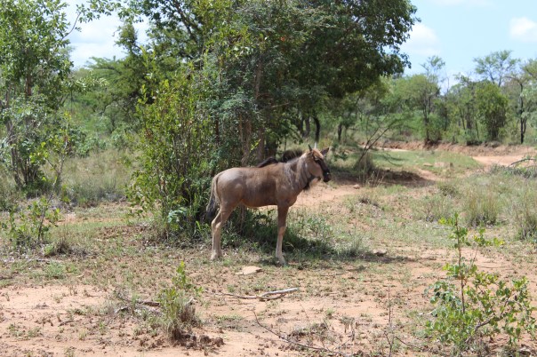Wildebeeste calf