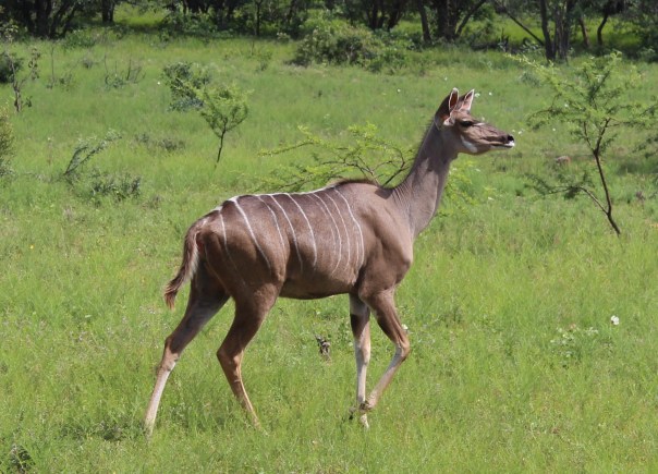 twt-ride-day-2-female-kudu