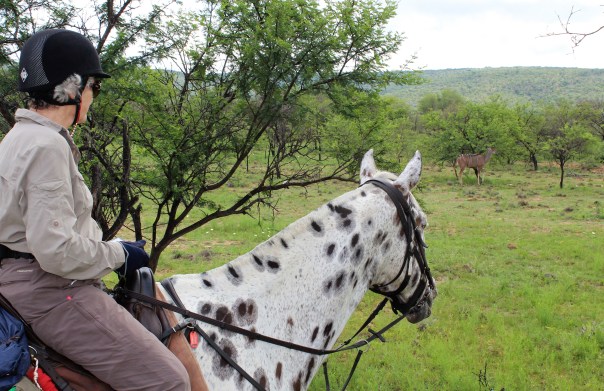 twt-ride-day-2-hilly-watching-kudu