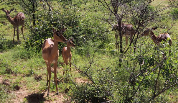 twt-ride-day-3-impala-with-young