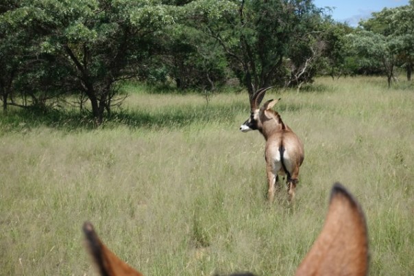 twt-ride-day-3-roan-antelope-between-the-horses-ears