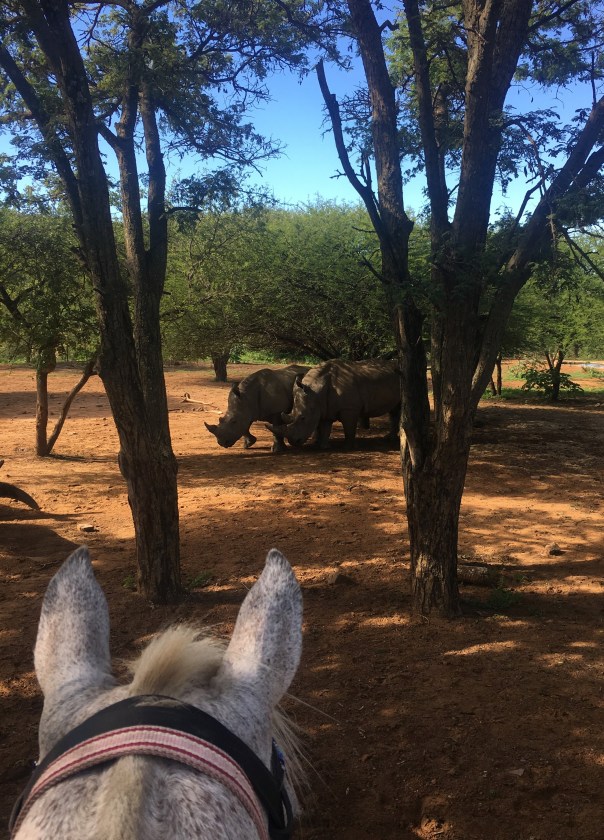 twt-ride-day-3-spotting-rhino-over-the-horses-ears