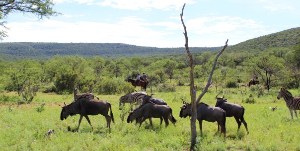 twt-ride-day-3-wildebeest-watching-riders