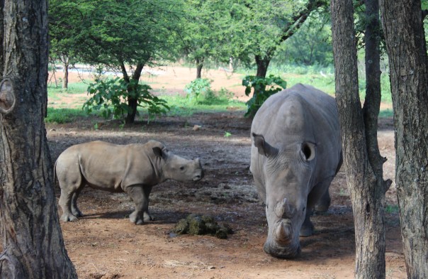 white-rhino-cow-and-calf