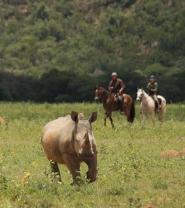 Ant Baber and Sam Scott with one white rhino TWT Ride 2017