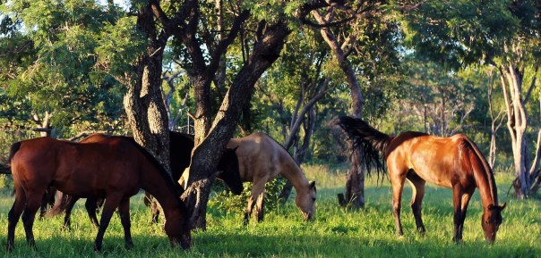 twt-horses-grazing-day-4