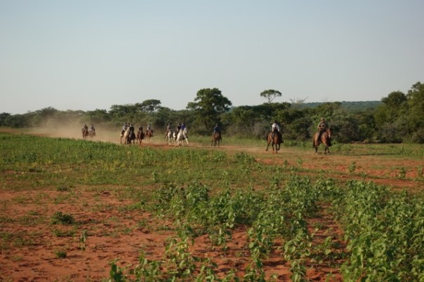 TWT Ride Cantering at the end of the ride