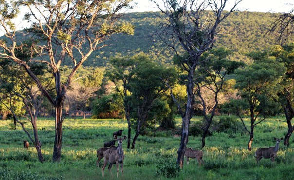 twt-ride-day-4-game-on-lapalala-at-the-end-of-the-day