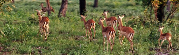 twt-ride-day-4-impala-on-lapalala