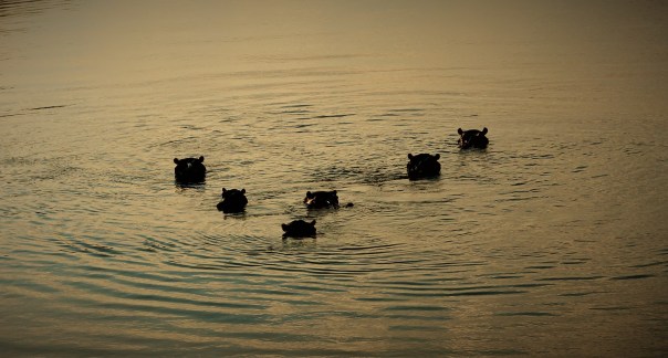 TWT Ride Day 5 Hippo in the Palala River