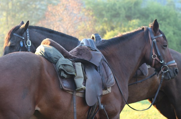 TWT Ride Day 6 Horses