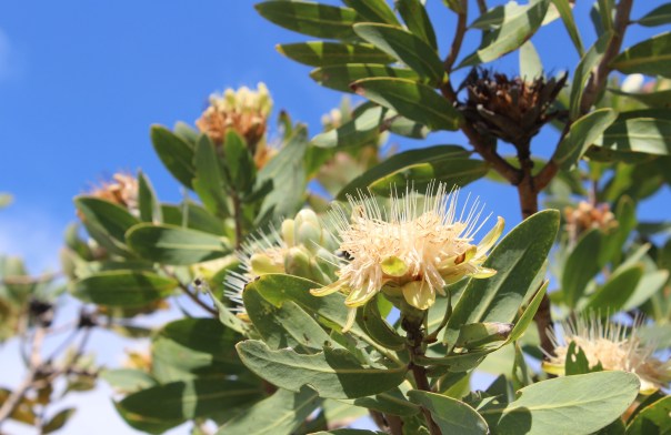 TWT Ride 2017 wild proteas.jpg