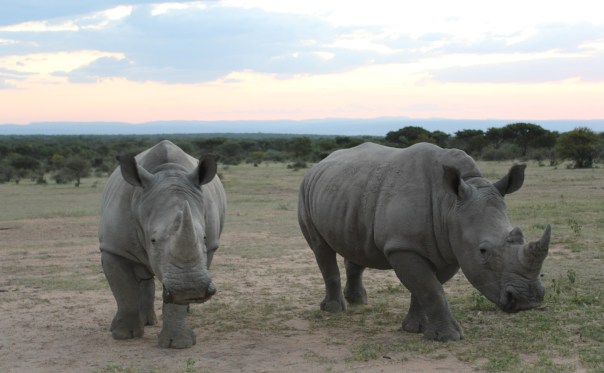 White rhino on Ant's Nest