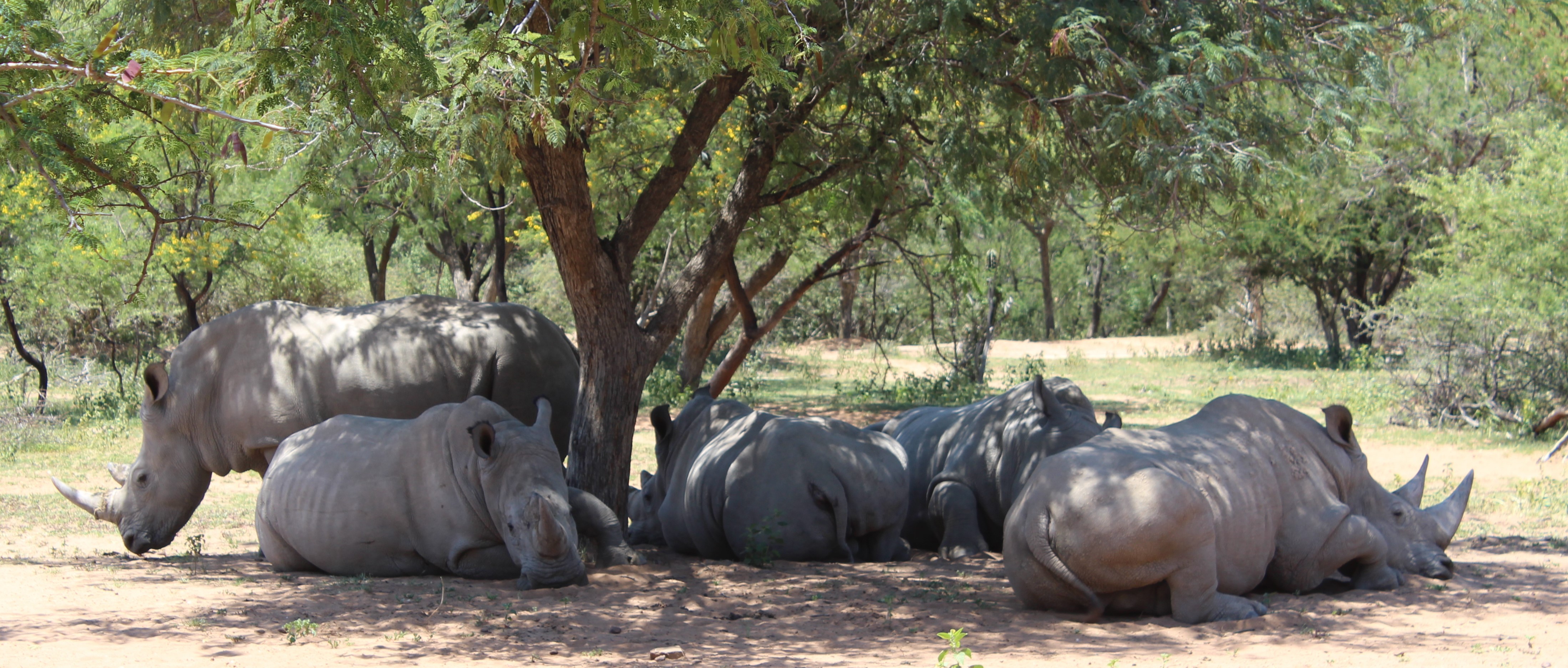 TWT Ride 2018 DAY 1 - 5 rhino sleeping.jpg