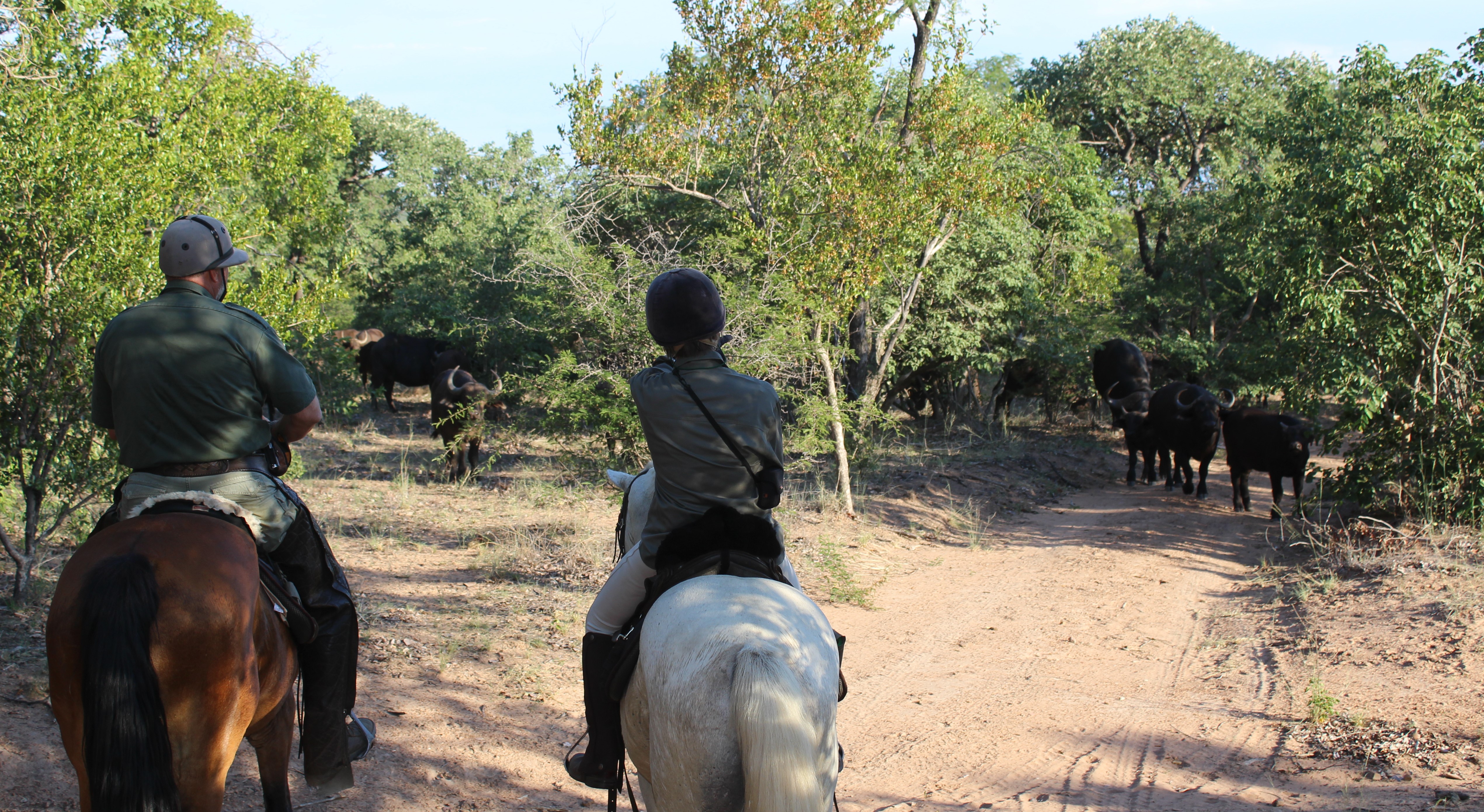 TWT Ride 2018 DAY 1 - Ant showing Pip buffalo.jpg