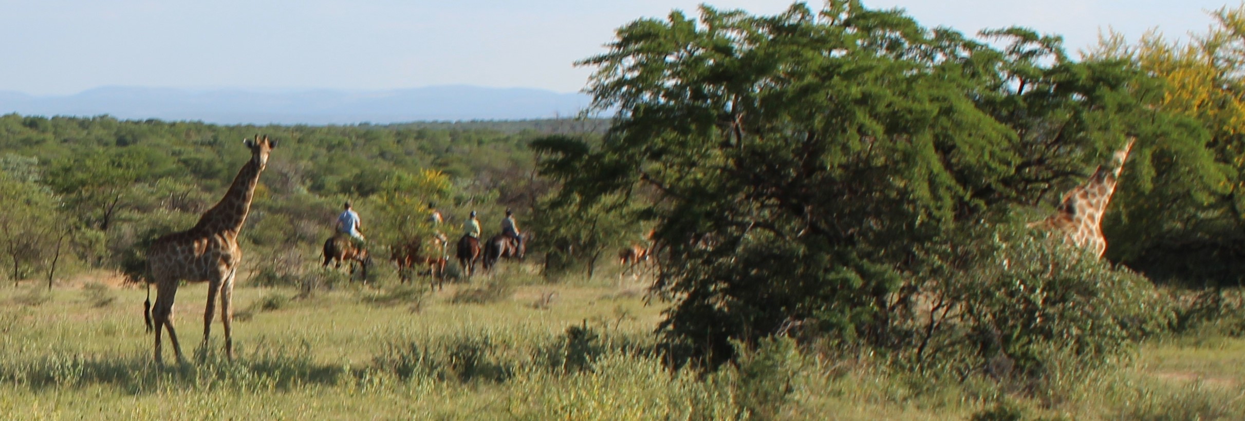TWT Ride 2018 DAY 1 - giraffe and riders