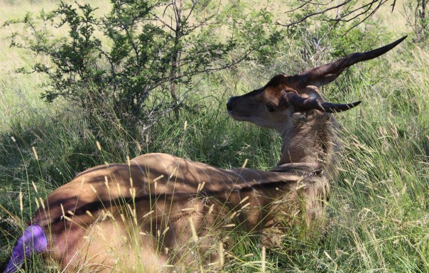 TWT Ride 2018 DAY 2 - eland after vetinary treatment