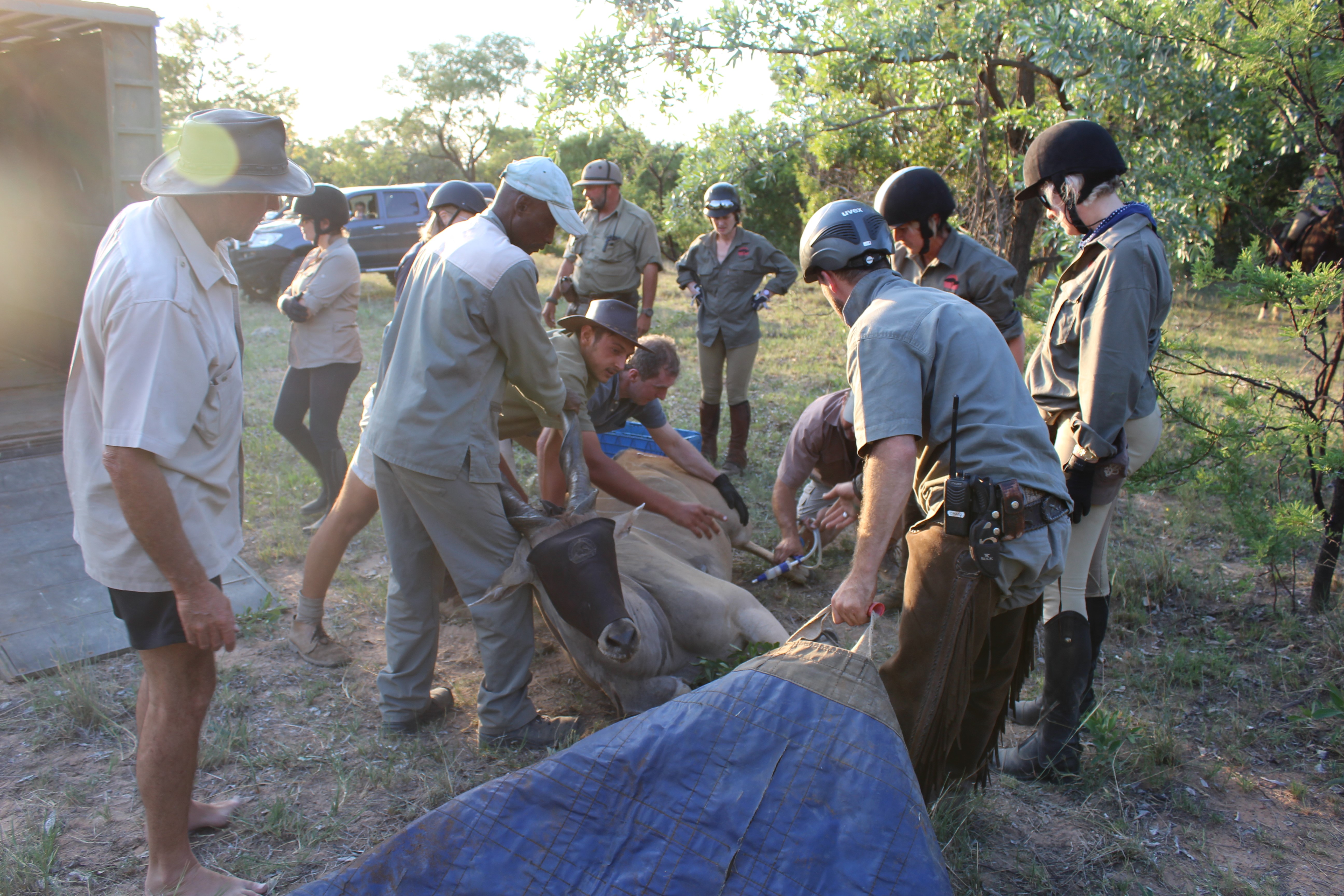 TWT Ride 2018 - DAY 2 riders help translocate an eland bull.jpg