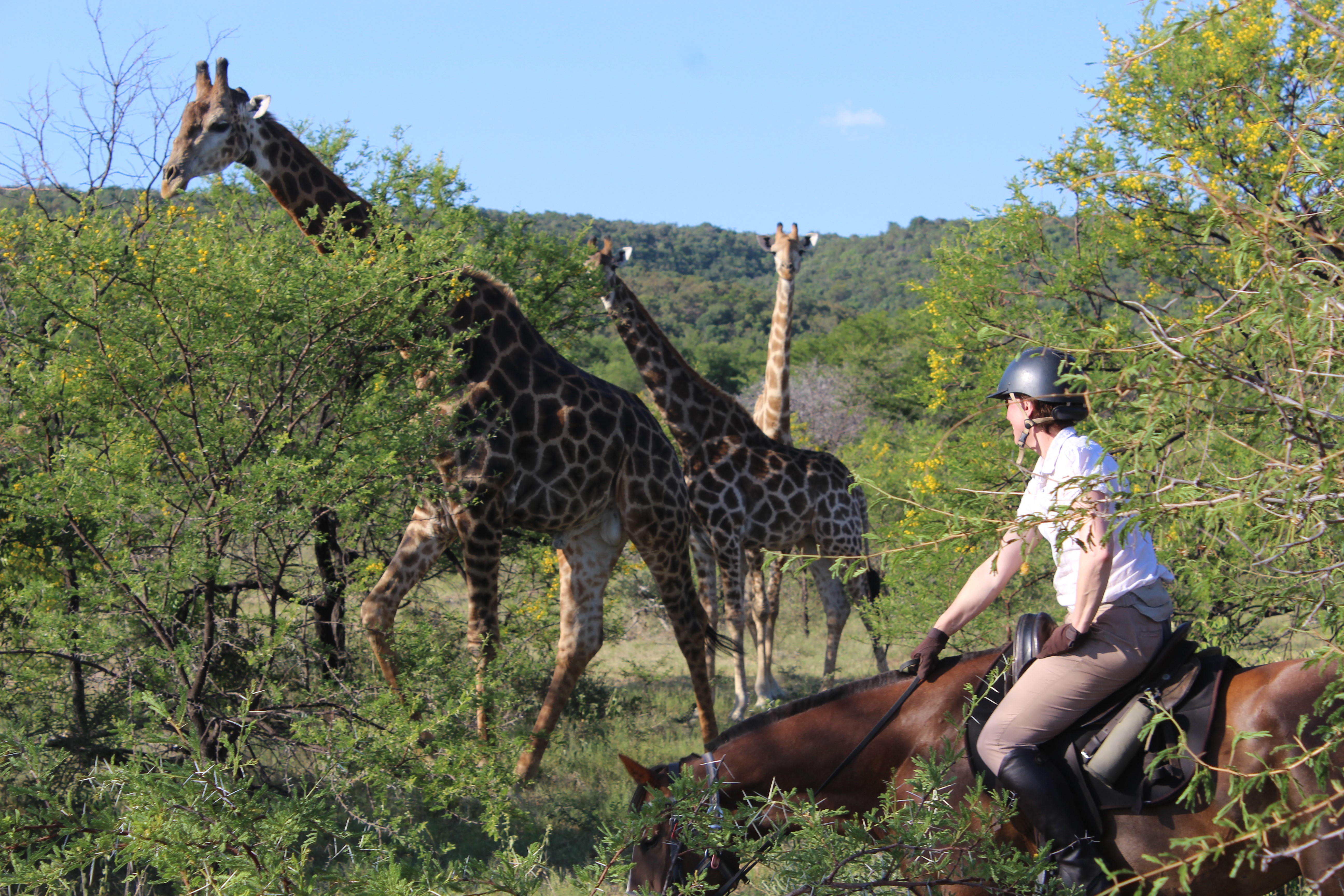 TWT Ride DAY 1 - Mary with three giraffe.jpg