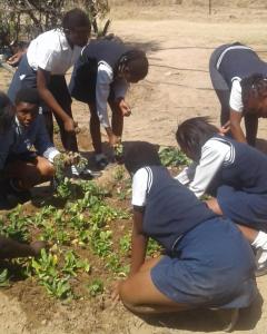 Life Orientation - Working in the garden