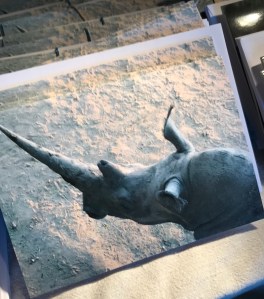 Rhino cards for sale 2018