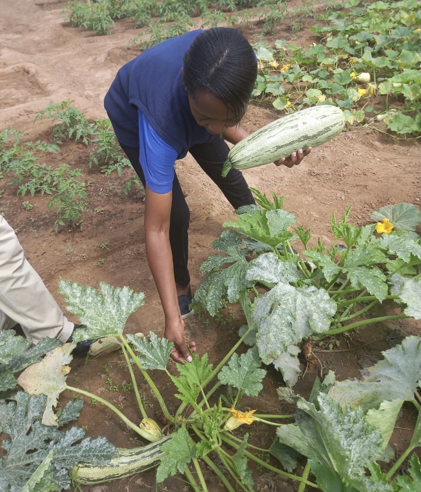 Sister Grace gathering butternuts grown in a TWT School Vegetable Garden sponsored by EIMS